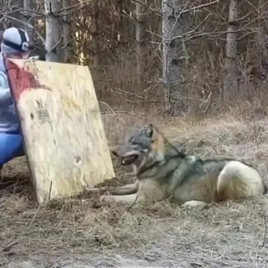 Спасение волка из капкана