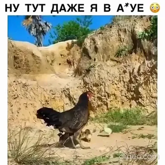 Видео от Вот это смешно :D