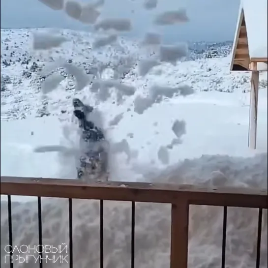 Видео от Слоновый прыгунчик