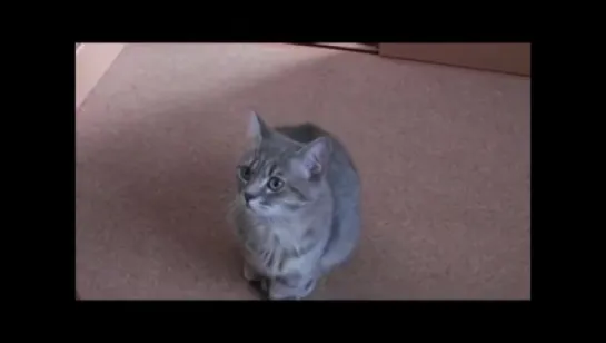 Cute Cat Begging