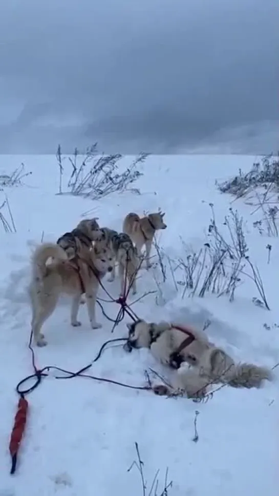 Кто не был студентом - тому не понять...