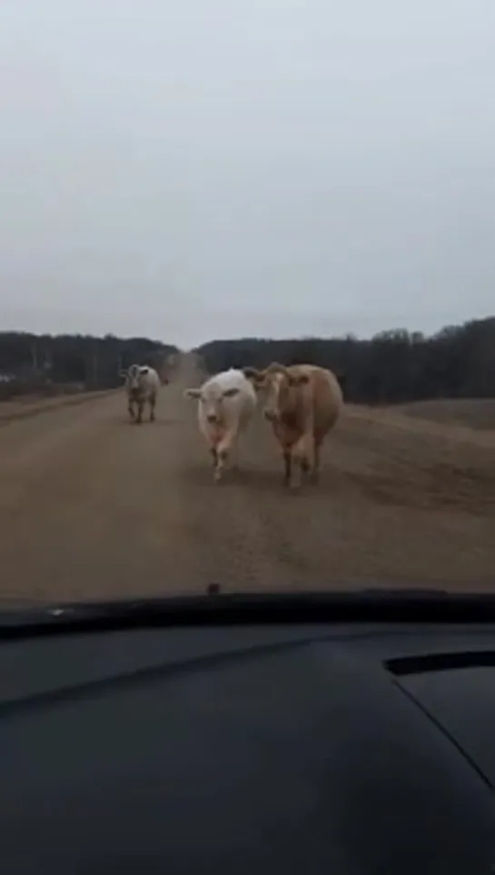 Котик первый раз в деревне