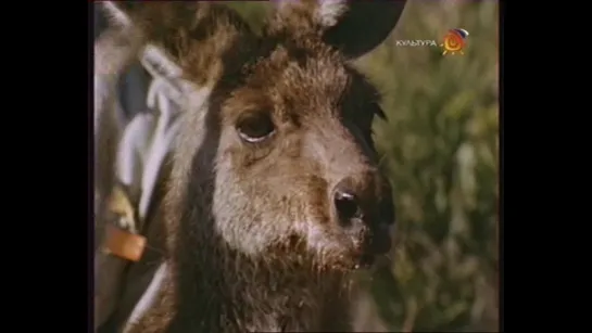 " Скиппи / Skippy the Bush Kangaroo." (1967)(Австралия)