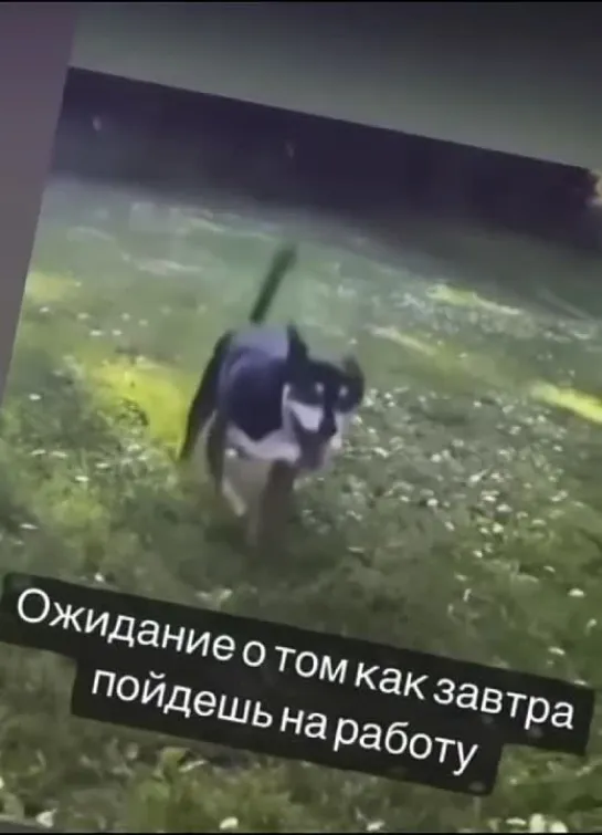 Видео от Приколы в Whatsapp