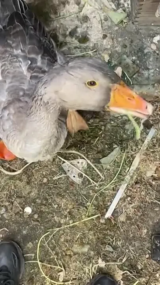 Видео от Приколы в Whatsapp