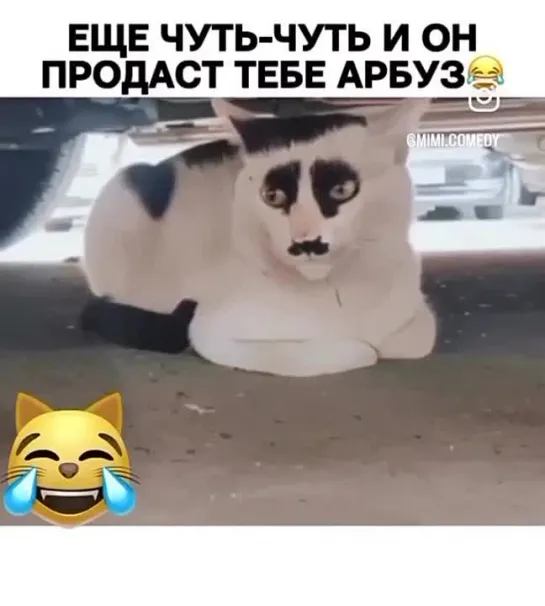 Видео от Приколы в Whatsapp