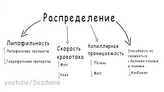 Фармакология. Фармакокинетика (простым языком)