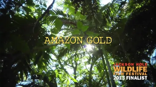 Amazon Gold  (Conservation)