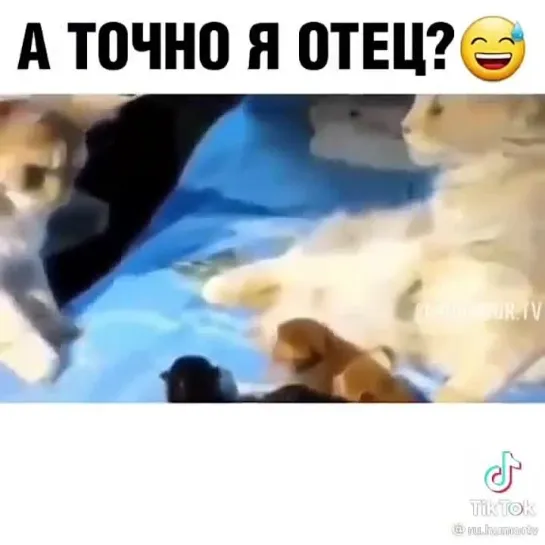 Дорогая! Я точно отец?