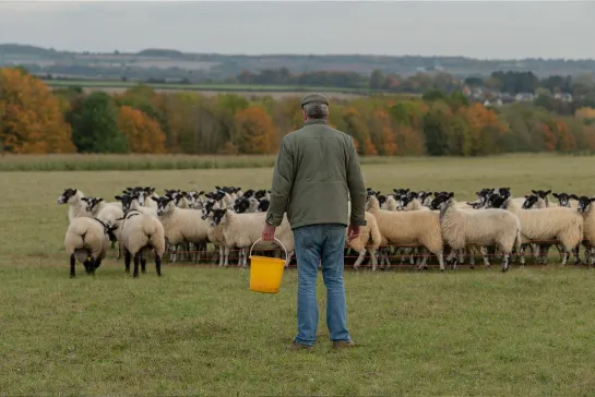 s1e2  Ферма Кларксона «Овцеводство» • Clarkson's Farm «Sheeping»