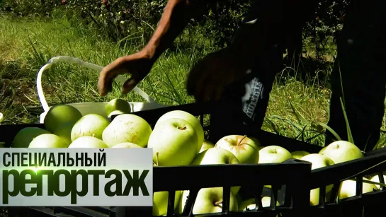 Азербайджан. Яблочная сокровищница. Специальный репортаж