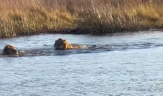 Видео от Документальные Фильмы ツ BBC NatGeo History