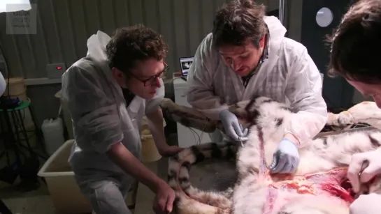 Dissecting An Amur Tiger  BBC Earth