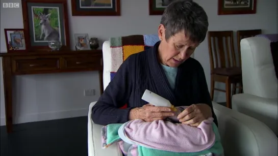 Caring for a Baby Wallaby ¦ BBC Earth