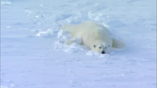 Polar Bear Rescues Our Blizzard Spy Camera - Polar Bear Spy On The Ice - BBC Earth