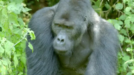 Silverback gorilla stops traffic to cross road - Gorilla Family and Me - BBC Earth