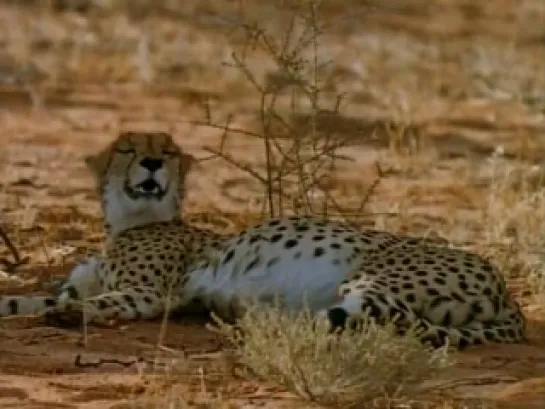 National Geographic: Гепард: смертельная охота / Cheetahs: The Deadly Race (2002)