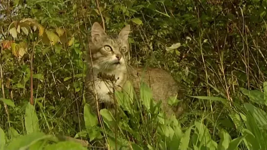 Animal planet. "Чернобыль: Жизнь в мертвой зоне"