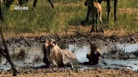 В великом краю Серенгети. National Geographic (Сильный фильм)