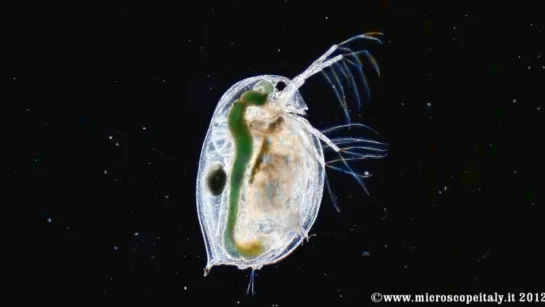 24. Daphnia.wmv