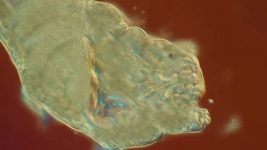 9. Tardigrade tardigrado water bear