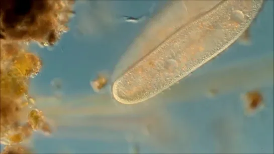 3. Coniugazione in Paramecium