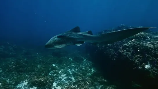 Enchanting Creatures of the Ocean