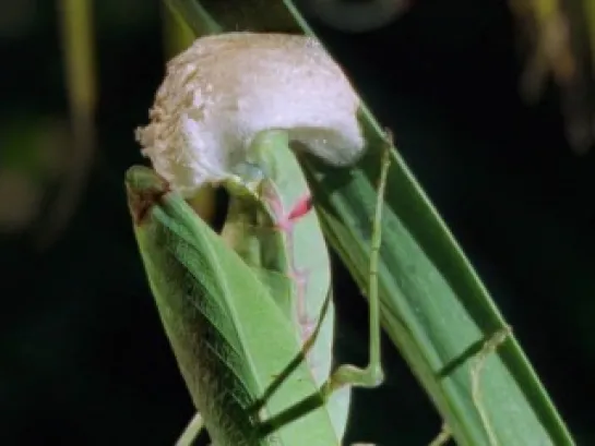 BBC: Эти загадочные животные: Удивительные способы размножения / BBC: Weird Nature: Bizarre Breedingg - 3 серия (2002,докум.,Вел