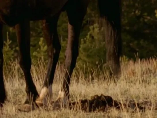 Великолепные лошади / Horses (National Geographic) Жанр: документальный