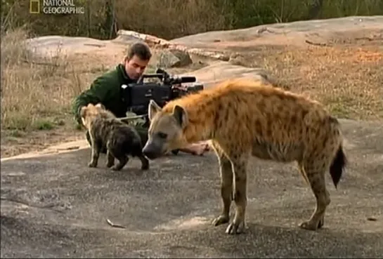 National Geographic: Королева гиен / National Geographic: Hyena queen (2009)