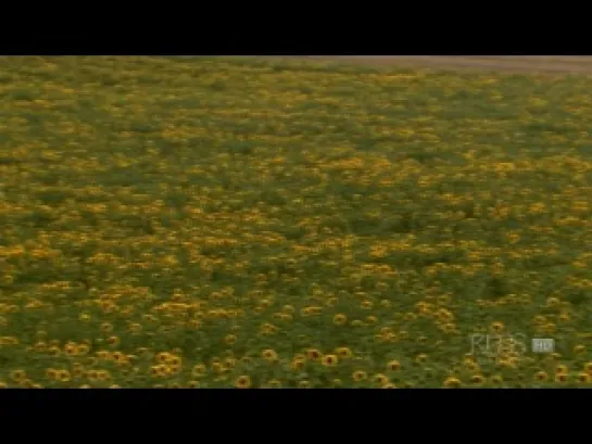 © National Geographic / BBC: Молчание пчел / Silence of the Bees (2007)