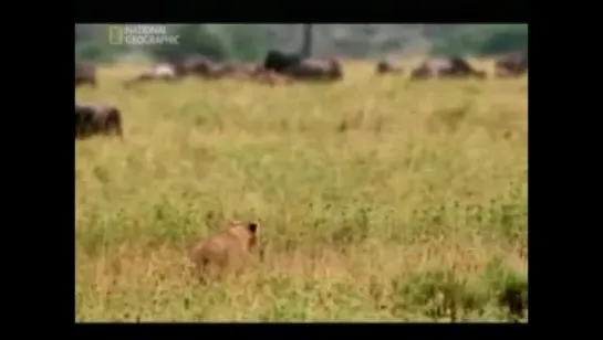 National Geographic  "Суперпрайд!"  (2007)