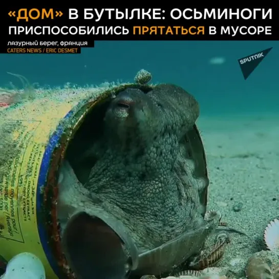 За что осьминоги полюбили бутылки на дне морском?