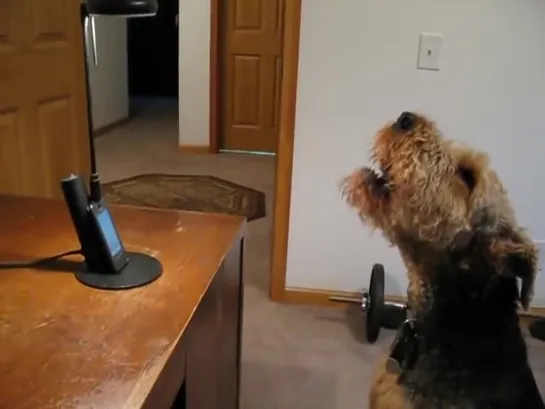 Stanley the Singing Airedale Talks on the Phone ...Пёс очень скучал по хозяйке и поговорил с ней по телефону=)