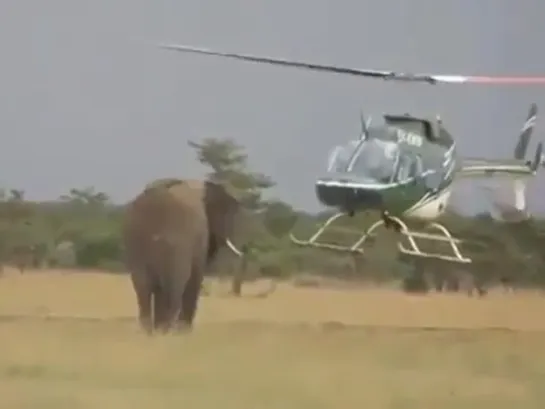 Jet Ranger VS elephant