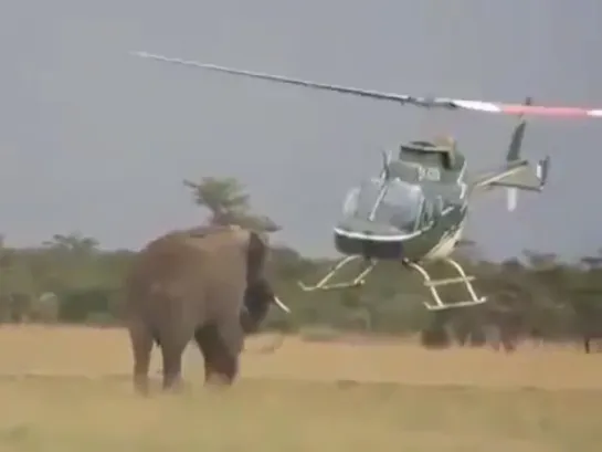 Jet Ranger VS elephant