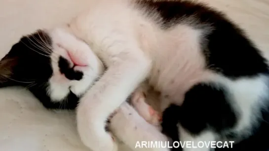 Cute kitten HAPPY ep41★AriMiuLoveLoveCat