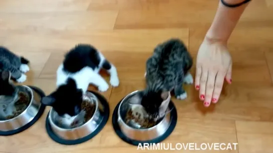 Cute kittens eating together ep38.★AriMiuLoveLoveCat