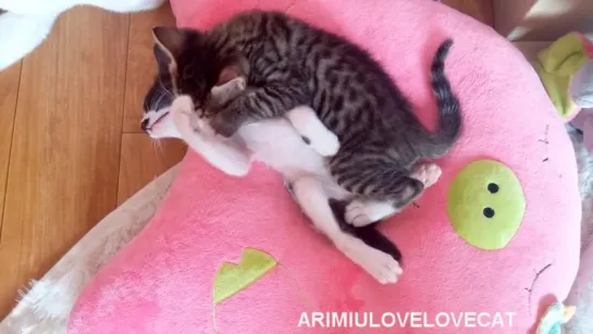 Dont bite me ! Arang ! ep35.★AriMiuLoveLoveCat