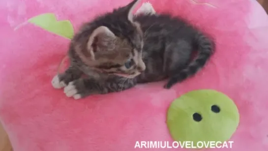 Baby kittens yum yum ep.25★AriMiuLoveLoveCat