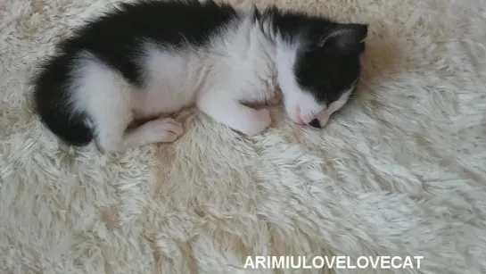 Cute Baby kittens EP.24 ★AriMiuLoveLoveCat