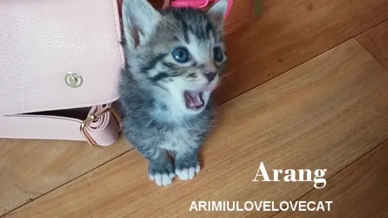 So cute kittens episode19★AriMiuLoveLoveCat