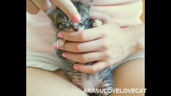 cute kitten sucking my hand- episode14 ★AriMiuLoveLoveCat