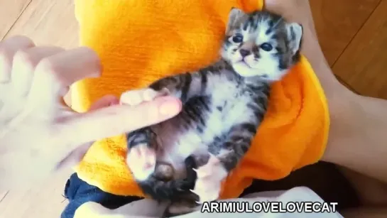 cute baby kitten Horang - episode8 ★AriMiuLoveLoveCat