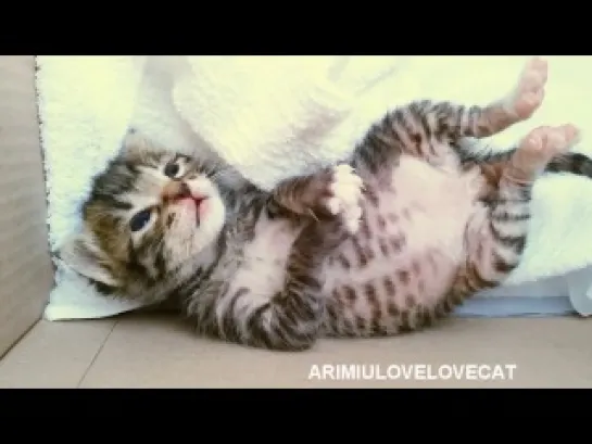 Cute kitten sleeping - episode7 ★AriMiuLoveLoveCat