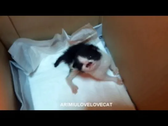 Waveya AriMiuLoveLoveCat -first week cute baby kittens #episode2