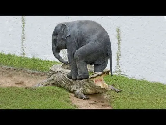 Crocodile attacked a baby elephant! - Mom saves her baby elephant!