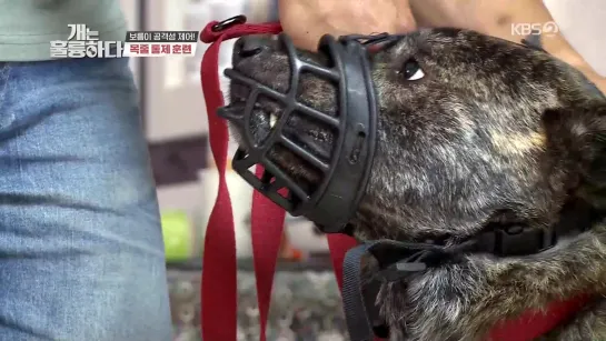 [SHOW] 06.07.20 Dogs are Incredible (DuJun)