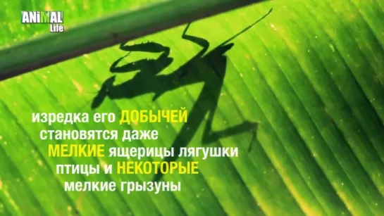 БОГОМОЛ - MANTIS __ AL 3080 ANIMAL Life