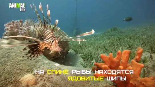 РЫБА - ЛЕВ LIONFISH __ AL 3080 ANIMAL Life